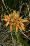 Aloe ecklonis RCP7-06 394.jpg